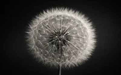 governance-documentation